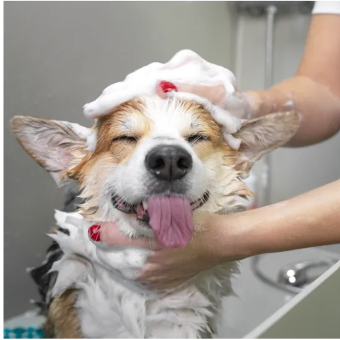 Atlanta Dog Grooming Offers Premier Pet Care Services in the Heart of the City